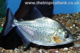 Picture of young Black Piranha