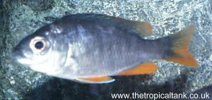 Picture of Copadochromis borleyi