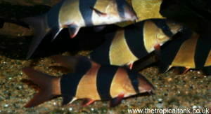 Picture of Clown loaches