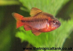 Picture of Cherry barb