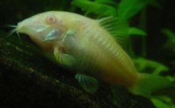 Picture of Albino Corydoras