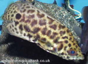 Picture of Spotted climbing perch