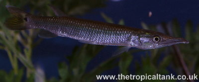 Picture of Pike characin / slant nosed gar