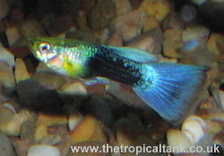 Picture of Male Electric Blue Guppies