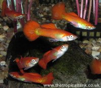 Picture of Male Red-Blonde Guppies