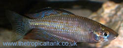Picture of Red-Striped Rainbowfish