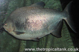 Picture of Pacu