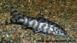 Picture of Pakistan loach