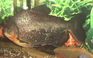 Picture of Red Pacu