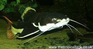 Picture of Red-tailed catfish