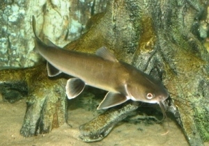 Picture of Shark catfish