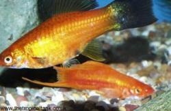 Picture of a pair of Swordtails