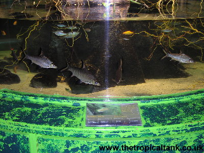 Asian rivers display tank