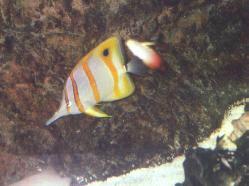 Copper-banded/Firefish