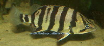 Picture of Silver Tigerfish