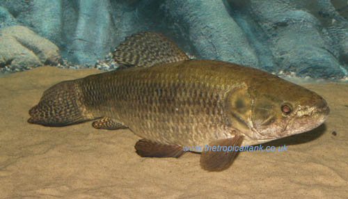 Hoplias malabaricus Wolf Fish tank