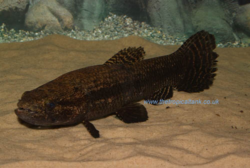 Hoplias microlepis Wolf Fish tank
