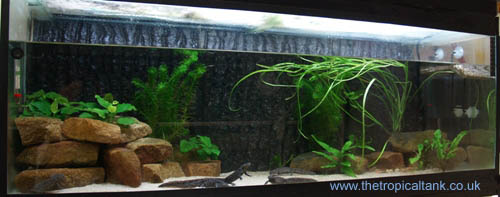 Picture of Spanish Ribbed Newt tank
