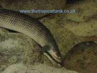 Picture of Polypterus mokelembembe