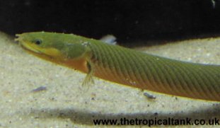 Picture of Ropefish / Reedfish