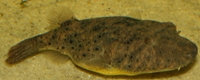 Picture of Bailey's puffer
