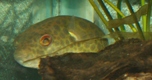 Picture of Thai Puffer
