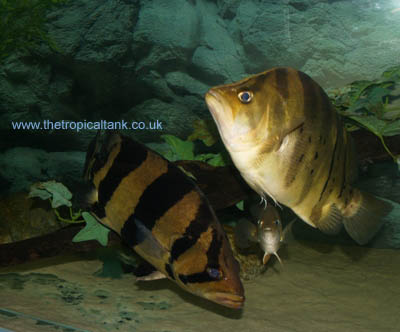 Picture of Siamese Tigerfish tank
