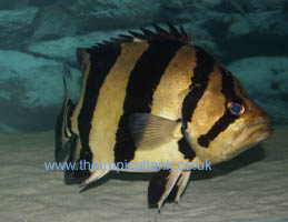 Picture of Siamese tigerfish