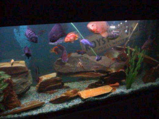 Ian Crooks' Cichlid Tank (Pic 1)
