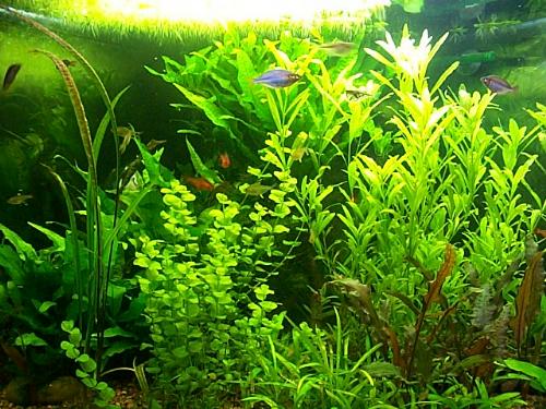 LostDruids's Planted Cornertank, close-up