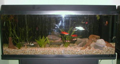 Tigerhair's Juwel tank (1)