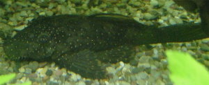 Picture of Bristlenose catfish