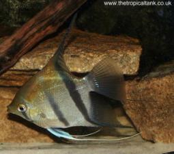 Picture of Angelfish