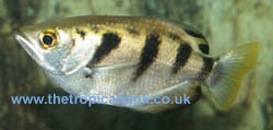 Picture of Archerfish, Toxotes chatereus