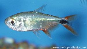 Picture of Buenos aries tetra