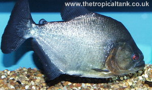 Picture of semi-adult Black Piranha