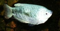 Picture of Blue gourami