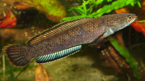 Fire and Ice Snakehead