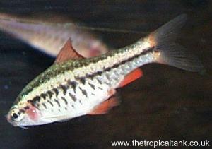 Picture of young Cherry barb