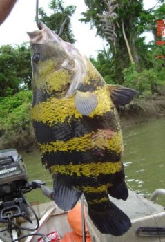 New Guinea Siamese Tigerfish