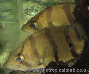 Siamese Tigerfish, Datnioides undecimradiatus