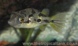Dwarf / Pygmy Puffer fish