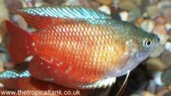 Picture of Dwarf gourami, male
