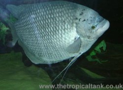 Picture of Giant gourami, adult