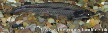 Picture of Glass Catfish