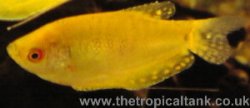 Picture of Gold gourami