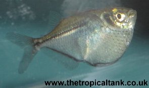 Picture of Common Hatchetfish