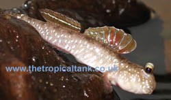 Picture of Indian Mudskipper, Periophthalmus novemradiatus - female