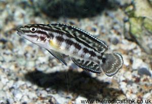 Picture of Julidochromis marlieri