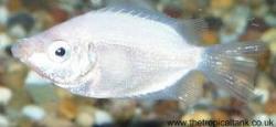 Picture of Kissing gourami